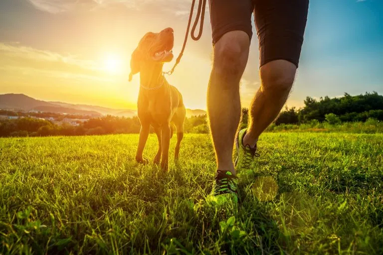 bigstock Silhouettes of runner and dog 376226794 768x512 1